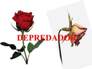 DEPREDADOR 