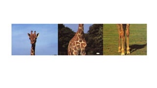 Series fotográficas