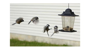 Series fotográficas