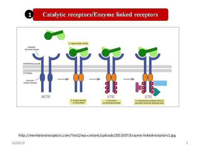 Serine threonine kinase rceptors