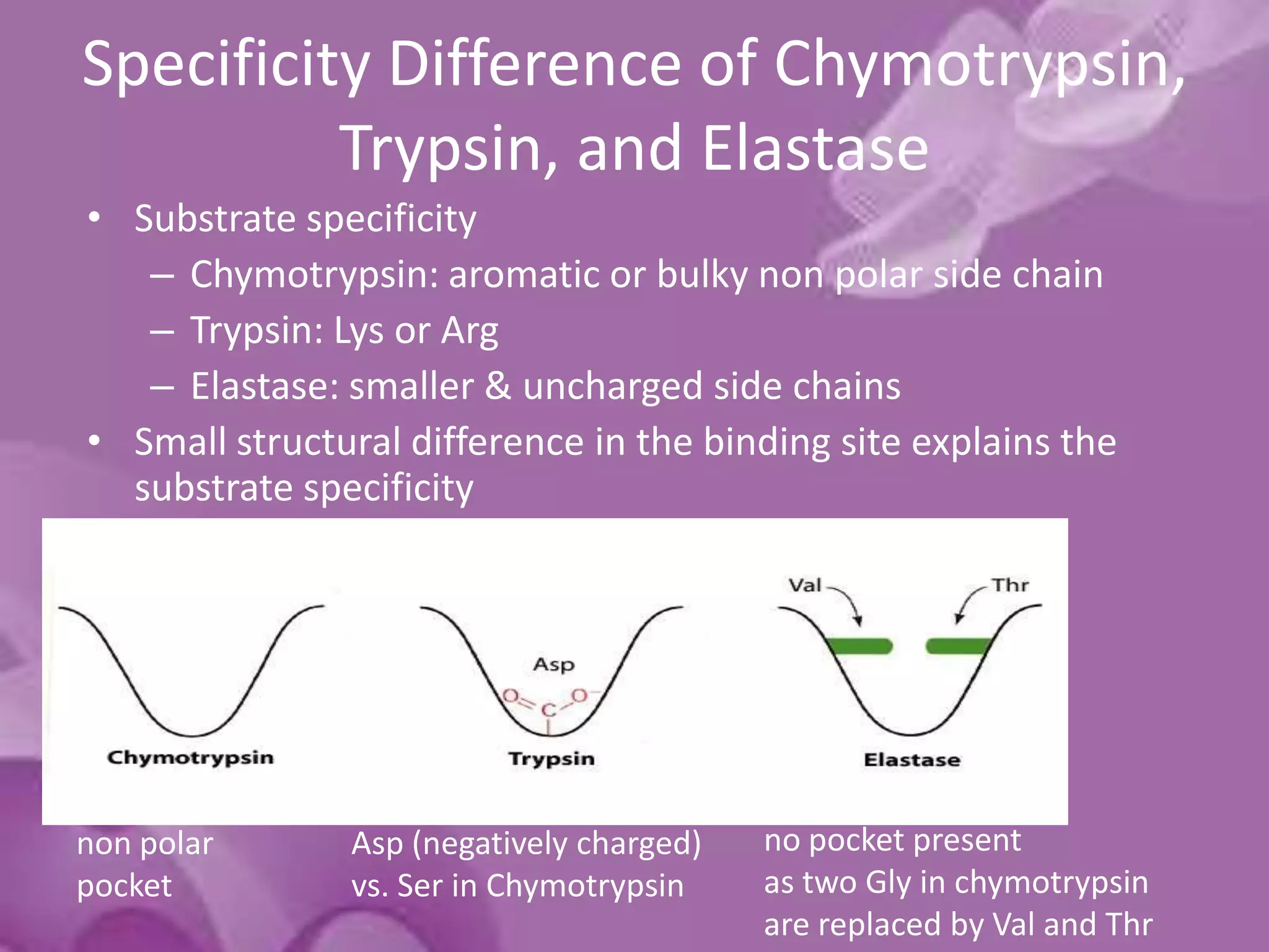 Specificity Difference of Chymotrypsin,
Trypsin, and Elastase
• Substrate specificity
– Chymotrypsin: aromatic or bulky non polar side chain
– Trypsin: Lys or Arg
– Elastase: smaller & uncharged side chains
• Small structural difference in the binding site explains the
substrate specificity
non polar
pocket
Asp (negatively charged)
vs. Ser in Chymotrypsin
no pocket present
as two Gly in chymotrypsin
are replaced by Val and Thr
 