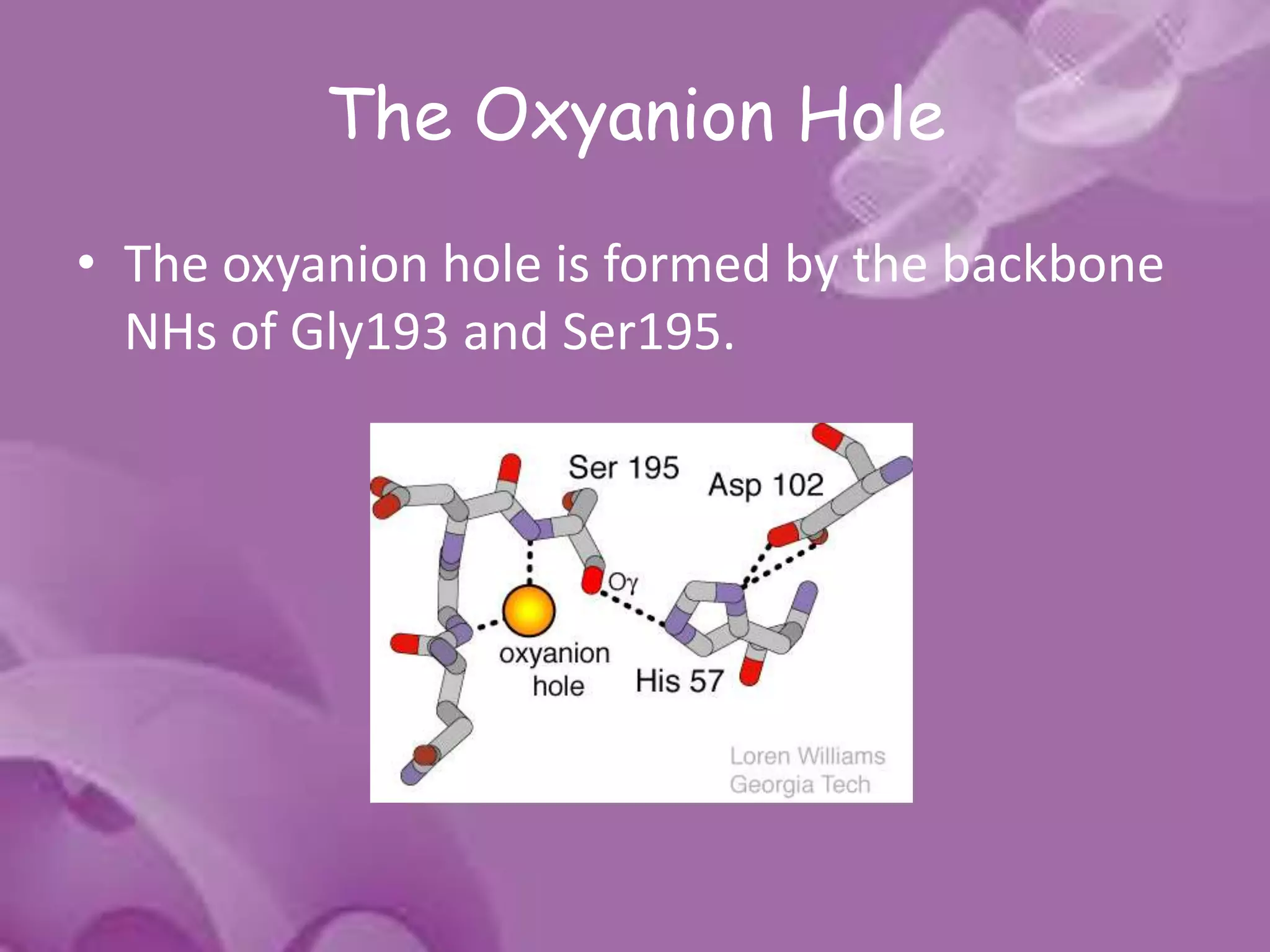 The Oxyanion Hole
• The oxyanion hole is formed by the backbone
NHs of Gly193 and Ser195.
 