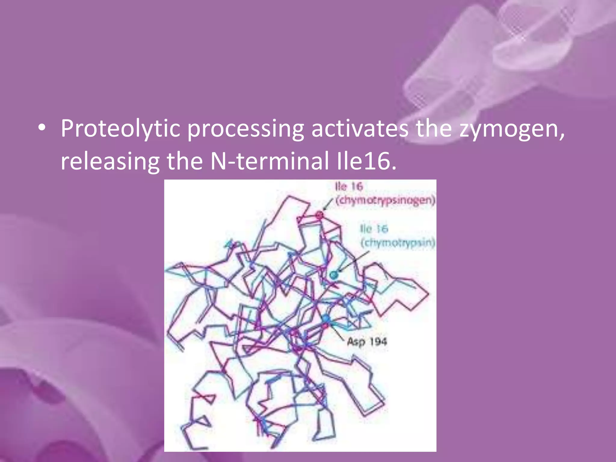 • Proteolytic processing activates the zymogen,
releasing the N-terminal Ile16.
 