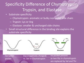 Specificity Difference of Chymotrypsin,
Trypsin, and Elastase
• Substrate specificity
– Chymotrypsin: aromatic or bulky non polar side chain
– Trypsin: Lys or Arg
– Elastase: smaller & uncharged side chains
• Small structural difference in the binding site explains the
substrate specificity
non polar
pocket
Asp (negatively charged)
vs. Ser in Chymotrypsin
no pocket present
as two Gly in chymotrypsin
are replaced by Val and Thr
 