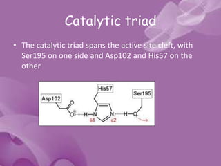 Catalytic triad
• The catalytic triad spans the active site cleft, with
Ser195 on one side and Asp102 and His57 on the
other
 