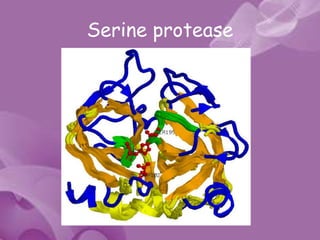 Serine protease
 
