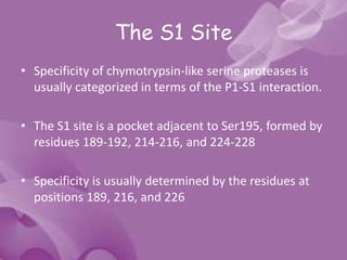 The S1 Site
• Specificity of chymotrypsin-like serine proteases is
usually categorized in terms of the P1-S1 interaction.
• The S1 site is a pocket adjacent to Ser195, formed by
residues 189-192, 214-216, and 224-228
• Specificity is usually determined by the residues at
positions 189, 216, and 226
 