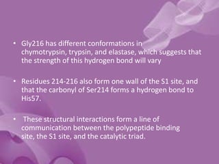 • Gly216 has different conformations in
chymotrypsin, trypsin, and elastase, which suggests that
the strength of this hydrogen bond will vary
• Residues 214-216 also form one wall of the S1 site, and
that the carbonyl of Ser214 forms a hydrogen bond to
His57.
• These structural interactions form a line of
communication between the polypeptide binding
site, the S1 site, and the catalytic triad.
 
