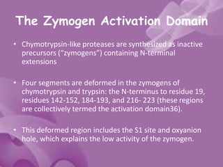 The Zymogen Activation Domain
• Chymotrypsin-like proteases are synthesized as inactive
precursors (“zymogens”) containing N-terminal
extensions
• Four segments are deformed in the zymogens of
chymotrypsin and trypsin: the N-terminus to residue 19,
residues 142-152, 184-193, and 216- 223 (these regions
are collectively termed the activation domain36).
• This deformed region includes the S1 site and oxyanion
hole, which explains the low activity of the zymogen.
 