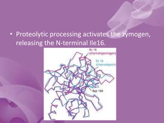 • Proteolytic processing activates the zymogen,
releasing the N-terminal Ile16.
 