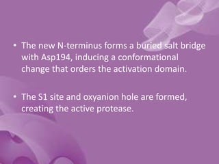 • The new N-terminus forms a buried salt bridge
with Asp194, inducing a conformational
change that orders the activation domain.
• The S1 site and oxyanion hole are formed,
creating the active protease.
 