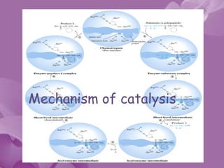 Mechanism of catalysis
 