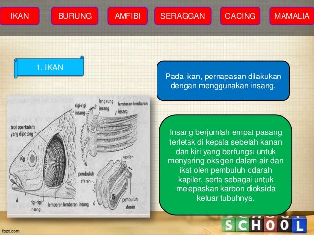 Ipa Dasar Alat Pernafasan Manusia Dan Hewan