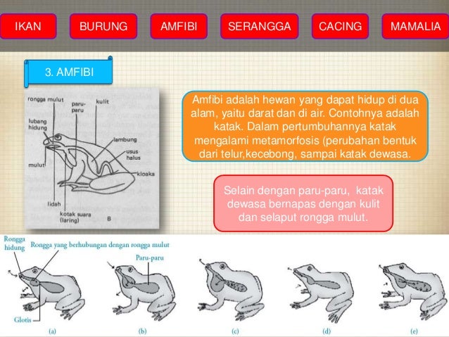 IPA DASAR ALAT PERNAFASAN MANUSIA dan HEWAN IPA DASAR ALAT PERNAFASAN MANUSIA dan HEWAN