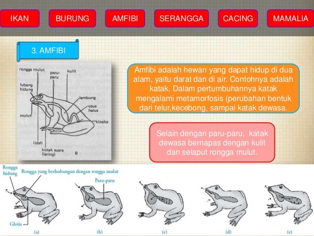 IPA DASAR ALAT  PERNAFASAN MANUSIA dan  HEWAN 