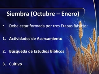 Siembra (Octubre – Enero)
•

Debe estar formada por tres Etapas Básicas:

1. Actividades de Acercamiento
2. Búsqueda de Estudios Bíblicos
3. Cultivo

 