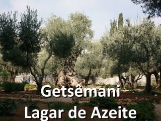 GetGetsêmanisêmani
Lagar de AzeiteLagar de Azeite
 