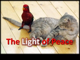 The Light of Peace
 