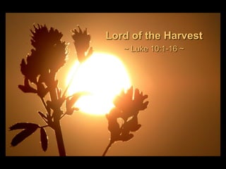 Lord of the Harvest
~ Luke 10:1-16 ~
 