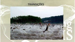 TRANSIÇÕES 
