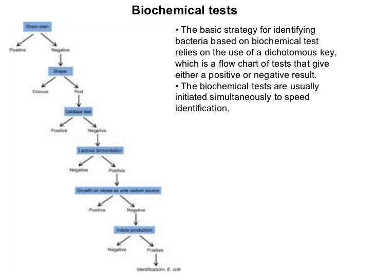 Biochemical Test Flow Chart