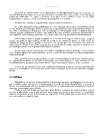 www.monografias.com
Para ver trabajos similares o recibir información semanal sobre nuevas publicaciones, visite www.monografias.com
Es común que en las muestras puedan detectarse partes de espermatozoides, ya sean la cabeza o la
cola. Debido a la contaminación con la que generalmente se encuentran estos restos, muchas veces estas células
pueden ser confundidas con esporas y bacterias. Y no debe olvidarse también el caso de los sujetos
azoospérimicos en los que no habrá secreción de espermatozoides en lo absoluto.
Para favorecer estos casos se pueden hacer las siguientes recomendaciones.
En un tubo de colocará una pequeña fracción de la zona maculada cubierta con la menor cantidad posible
de agua destilada y se centrifugará durante cinco minutos. Luego se retirará el medio de soporte escurriéndolo con
una varilla de extremo plano. El residuo se vuelve a centrifugar por 1200 rpm por 5 minutos. Se decanta el líquido
sobrante. Se agita enérgicamente el residuo sólido del fondo del tubo y finalmente se toma una gota del residuo la
cual se pone en el porta objetos y cubriéndolo con un cubre objeto para después observarse en el microscopio.
Otro método consiste en colocar el soporte con la mancha hacia abajo en vidrio de reloj. Luego de
agregar unas gotas de agua destilada, el vidrio se cubrirá con un cristalizador durante un cierto tiempo que
dependa del tiempo en que se produjo la maculación. Por ejemplo para una mancha de varias horas se
recomiendas 30 minutos de exposición. Luego se toma el soporte con una pinza y transferirá el contenido a un
portaobjeto por contacto para después ser observado al microscopio.
En los casos en que las manchas de semen se han mezclado con manchas de sangre se recomienda en
ambos métodos agregar una sustancia llamada saponina la cual suele atenuar la presencia de los componentes
solidos de la sangre.
Debe quedarnos claro que la búsqueda de un rastro seminal se debe hacer con mucha insistencia ya que
los espermatozoides tienen un alto nivel de persistencia aún incluso después de estar inmóviles. Se han
encontrado espermas que siguen presentes en el fluido vaginal incluso 100 días después de ser eyaculados.
Además de los anteriores existen otros métodos para determinar la presencia de los espermatozoides
pero por la complejidad de los mismos estos entran más en el espacio del estudio del laboratorio patológico
forense.
EL CABELLO
El cabello es una serie de fibras principalmente de queratina que están constituidas por una base y una
raíz la cual se introduce y se forma en el folículo piloso de la piel. Dentro de esta llamada “base” se encuentra la
llamada zona papilar la cual está compuesta de tejido conjuntivo y vasos sanguíneos los cuales le dan al pelo las
sustancias necesarias para su crecimiento.
Unidas a cada fibra de pelo se encuentra un grupo de fibras musculares las cuales cuando se contraen
provocan la piloerección o que el pelo se “erice” como vulgarmente se dice o que cambien sus propiedades
aislantes ante cualquier cambio de temperatura que se presente. El tallo del pelo está compuesto por tres capas
como se muestra en la siguiente figura:
 