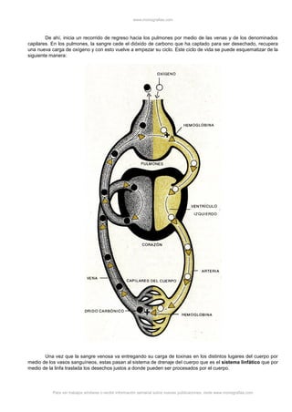 www.monografias.com
Para ver trabajos similares o recibir información semanal sobre nuevas publicaciones, visite www.monografias.com
De ahí, inicia un recorrido de regreso hacia los pulmones por medio de las venas y de los denominados
capilares. En los pulmones, la sangre cede el dióxido de carbono que ha captado para ser desechado, recupera
una nueva carga de oxígeno y con esto vuelve a empezar su ciclo. Este ciclo de vida se puede esquematizar de la
siguiente manera:
Una vez que la sangre venosa va entregando su carga de toxinas en los distintos lugares del cuerpo por
medio de los vasos sanguíneos, estas pasan al sistema de drenaje del cuerpo que es el sistema linfático que por
medio de la linfa traslada los desechos justos a donde pueden ser procesados por el cuerpo.
 