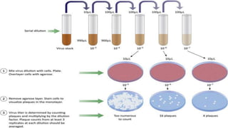 Serological methods for detection of viruses | PPTX