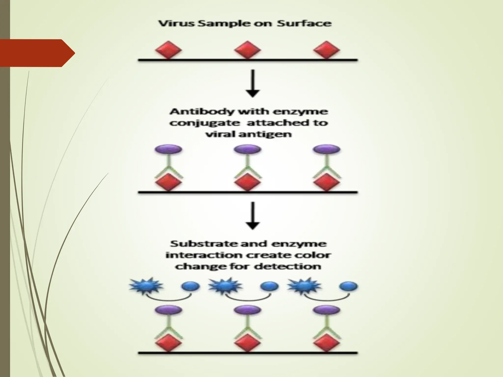 serological techniques for detection of plant virus.pptx