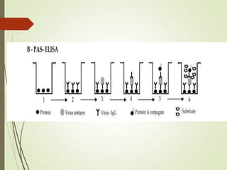 serological techniques for detection of plant virus.pptx