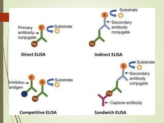 serological techniques for detection of plant virus.pptx