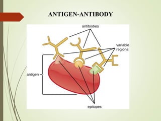 serological techniques for detection of plant virus.pptx