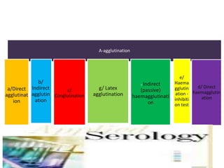 A-agglutination
a/Direct
agglutinat
ion
b/
Indirect
agglutin
ation
c/
Conglutination
g/ Latex
agglutination
f/ Indirect
(passive)
haemagglutinati
on
e/
Haema
gglutin
ation -
inhibiti
on test
d/ Direct
haemagglutin
ation
 