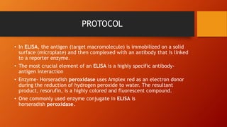 PROTOCOL
• In ELISA, the antigen (target macromolecule) is immobilized on a solid
surface (microplate) and then complexed with an antibody that is linked
to a reporter enzyme.
• The most crucial element of an ELISA is a highly specific antibody-
antigen interaction
• Enzyme- Horseradish peroxidase uses Amplex red as an electron donor
during the reduction of hydrogen peroxide to water. The resultant
product, resorufin, is a highly colored and fluorescent compound.
• One commonly used enzyme conjugate in ELISA is
horseradish peroxidase.
 