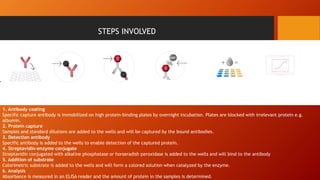 •
STEPS INVOLVED
1. Antibody coating
Specific capture antibody is immobilized on high protein-binding plates by overnight incubation. Plates are blocked with irrelevant protein e.g.
albumin.
2. Protein capture
Samples and standard dilutions are added to the wells and will be captured by the bound antibodies.
3. Detection antibody
Specific antibody is added to the wells to enable detection of the captured protein.
4. Streptavidin-enzyme conjugate
Streptavidin conjugated with alkaline phosphatase or horseradish peroxidase is added to the wells and will bind to the antibody
5. Addition of substrate
Colorimetric substrate is added to the wells and will form a colored solution when catalyzed by the enzyme.
6. Analysis
Absorbance is measured in an ELISA reader and the amount of protein in the samples is determined.
 