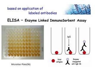 based on application of
labeled antibodies
ELISA – Enzyme Linked ImmunoSorbent Assay
Microtiter Plate(96)
 