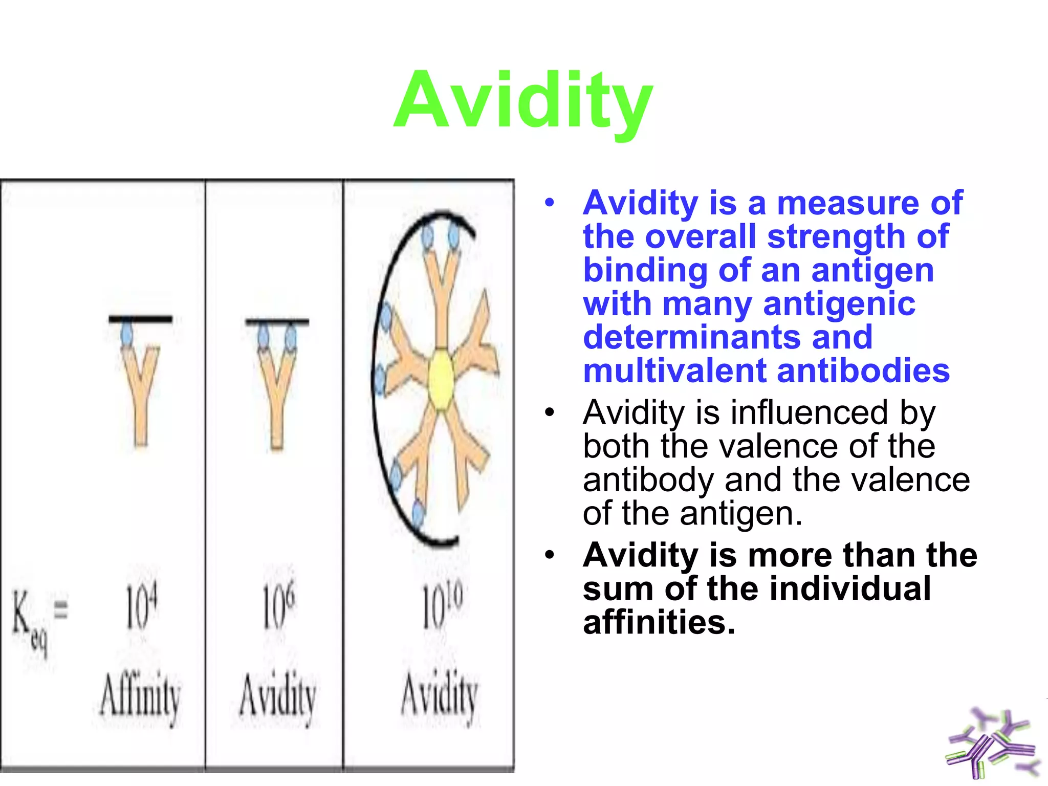 Avidity
• Avidity is a measure of
the overall strength of
binding of an antigen
with many antigenic
determinants and
multivalent antibodies
• Avidity is influenced by
both the valence of the
antibody and the valence
of the antigen.
• Avidity is more than the
sum of the individual
affinities.
 