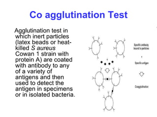 Co agglutination Test
Agglutination test in
which inert particles
(latex beads or heat-
killed S aureus
Cowan 1 strain with
protein A) are coated
with antibody to any
of a variety of
antigens and then
used to detect the
antigen in specimens
or in isolated bacteria.
 