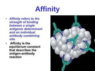 Affinity
• Affinity refers to the
strength of binding
between a single
antigenic determinant
and an individual
antibody combining
site.
• Affinity is the
equilibrium constant
that describes the
antigen-antibody
reaction
 