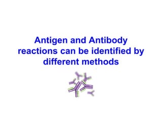 Antigen and Antibody
reactions can be identified by
different methods
 
