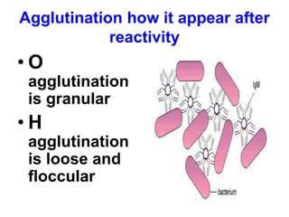 Agglutination how it appear after
reactivity
• O
agglutination
is granular
• H
agglutination
is loose and
floccular
 