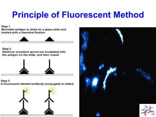 Principle of Fluorescent Method
 