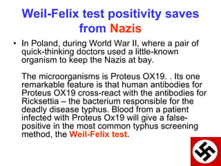 Weil-Felix test positivity saves
from Nazis
• In Poland, during World War II, where a pair of
quick-thinking doctors used a little-known
organism to keep the Nazis at bay.
The microorganisms is Proteus OX19. . Its one
remarkable feature is that human antibodies for
Proteus OX19 cross-react with the antibodies for
Ricksettia – the bacterium responsible for the
deadly disease typhus. Blood from a patient
infected with Proteus Ox19 will give a false-
positive in the most common typhus screening
method, the Weil-Felix test.
 