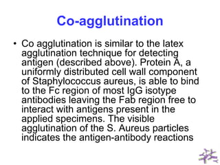 Co-agglutination
• Co agglutination is similar to the latex
agglutination technique for detecting
antigen (described above). Protein A, a
uniformly distributed cell wall component
of Staphylococcus aureus, is able to bind
to the Fc region of most IgG isotype
antibodies leaving the Fab region free to
interact with antigens present in the
applied specimens. The visible
agglutination of the S. Aureus particles
indicates the antigen-antibody reactions
 