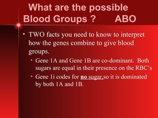 What are the possible  Blood Groups ?  ABO TWO facts you need to know to interpret how the genes combine to give blood groups. Gene 1A and Gene 1B are co-dominant.  Both sugars are equal in their presence on the RBC’s Gene 1i codes for  no  sugar, so it is dominated by both 1A and 1B. 