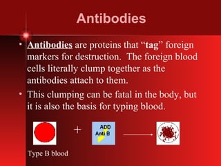 Antibodies Antibodies  are proteins that “ tag ” foreign markers for destruction.  The foreign blood cells literally clump together as the antibodies attach to them. This clumping can be fatal in the body, but it is also the basis for typing blood. + Type B blood 