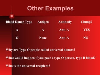 Other Examples Blood Donor Type   Antigen   Antibody   Clump? A   A   Anti-A   YES O   None   Anti-A   NO Why are Type O people called universal donors? What would happen if you gave a type O person, type B blood? Who is the universal recipient? 