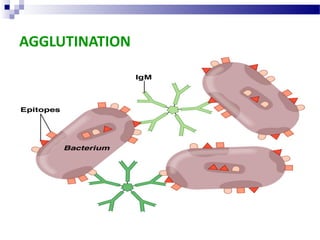 AGGLUTINATION

 