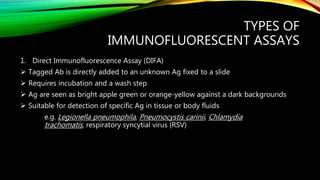 TYPES OF
IMMUNOFLUORESCENT ASSAYS
1. Direct Immunofluorescence Assay (DIFA)
 Tagged Ab is directly added to an unknown Ag fixed to a slide
 Requires incubation and a wash step
 Ag are seen as bright apple green or orange-yellow against a dark backgrounds
 Suitable for detection of specific Ag in tissue or body fluids
e.g. Legionella pneumophila, Pneumocystis carinii, Chlamydia
trachomatis, respiratory syncytial virus (RSV)
 