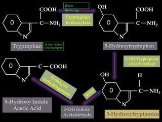 (Rate          OH
            COOH                  limiting)                    COOH
                                  Tryptophan
            C       NH2           hydroxylase                  C     NH2

      N                                                N
                In diet. Active
  Tryptophan    CNS transport                     5-Hydroxytryptophan

                                                           5-OH Tryptophan
                                                             decarboxylase
            C       COOH
                                                 OH             H
      N

                                                                 C   NH2

5-Hydroxy Indole                                        N
   Acetic Acid                    5-OH Indole
                                  Acetaldehyde    5-Hydroxytryptamine
 